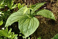 Paris quadrifolia